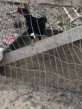 Galos cariocas e galinhas