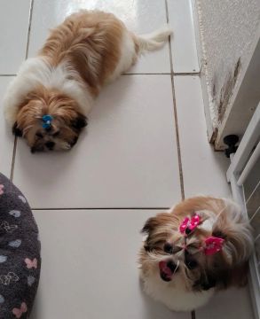 Filhotes Shitzu casal