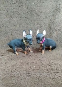 Pinscher fort genética raça pura pinscher