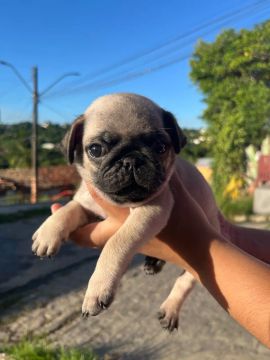 Filhote de Pug - Fofo e Carinhoso
