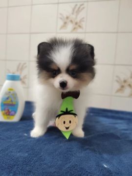 Filhote de Spitz Alemão