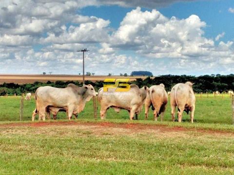 Fazenda 87.000 Mil hectares em MS, a venda por R$2.500.000.000.00.