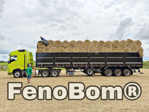 FENO BOM DICTYONEURA 