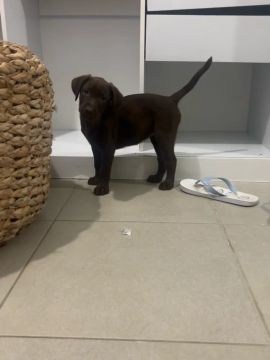 Adoção | Filhote Labrador C/PEDIGREE Fêmea 