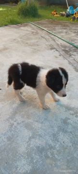 Filhotes de border collie 