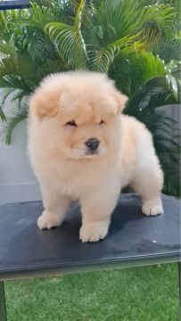 Chow chow disponível 
