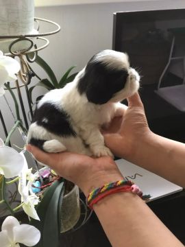 Filho de shitzu para doação 