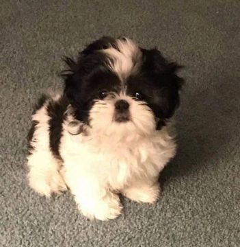 Filhote Shih Tzu, AUmor de verdade esperando por você!
