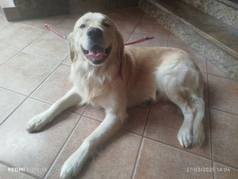 Procura namorada .Golden Retriever Macho 