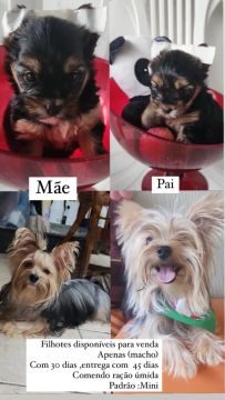 Yorkshire Terrier filhotes disponível para venda