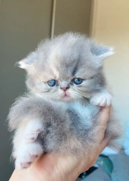 Gatinho Persa - Fofo e Carinhoso