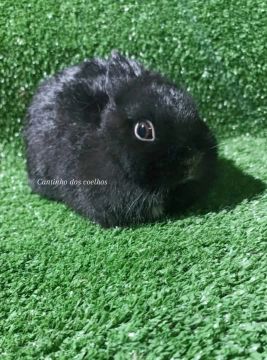Netherlands Dwarf anão 