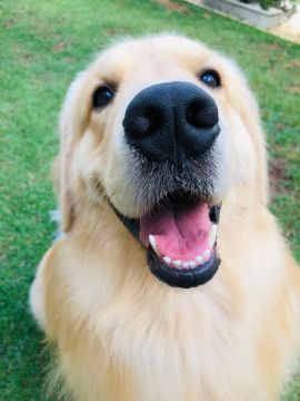 Golden Retriever Macho disponível pra Cruza