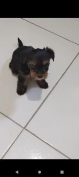 Yorkshire Terrier filhote