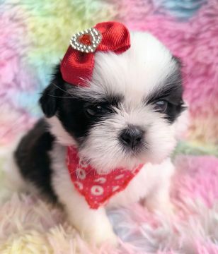 Shih Tzu Fêmea com entrega gratuita+ caminha 