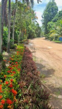 Terreno em Sauipe , plano com 700 mts de area na rua da Lagoa 