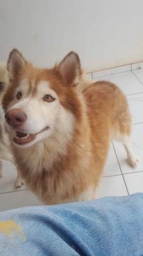 Husky Siberiano Fêmea