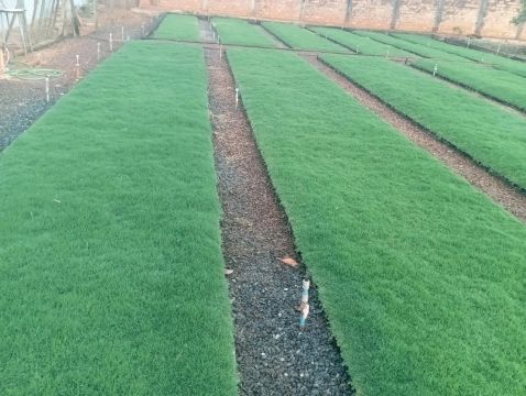 RP plantação de grama bermuda