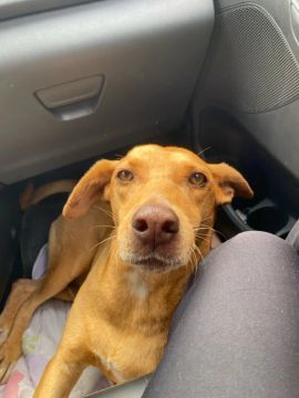 Cachorro caramelo para adoção