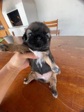 Filhotes de shihtzu fêmea 