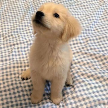Filhote Golden Retriever irresistível 