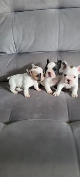 Bulldog francês fêmea 