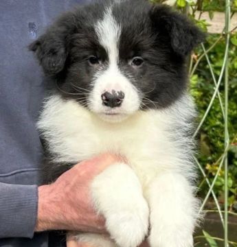 Border Collie Sempre alerta e persistente com pedigree a pronta entrega
