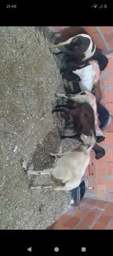 Ovelhas e carneiros