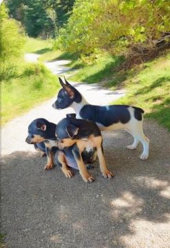 pinscher 