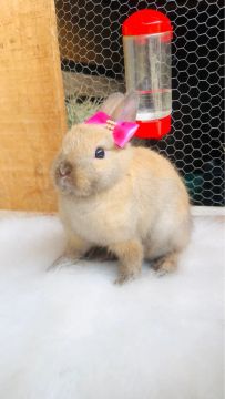 Coelho anão da raça netherland dwarf fêmea 
