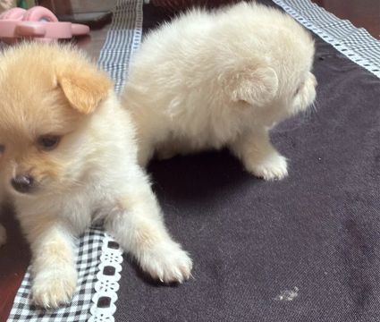 Filhotes de cachorros da raça Lulu da Pomerânia