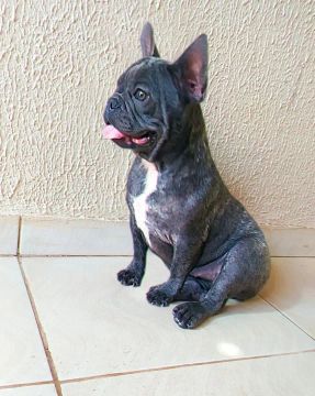 Linda fêmea de Bulldog francês com 7 meses há venda 