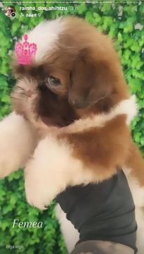 Mini Filhotes de Shih-tzu de alto padrão 