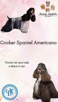 Cocker Spaniel Americano 