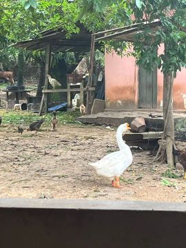 Ganso branco lindo e saudável