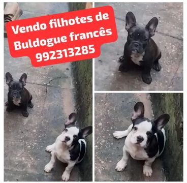 Filhotes de Bulldog Francês