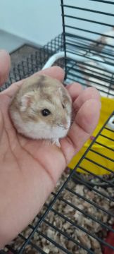 Hamster Anão - Fofo e Brincalhão
