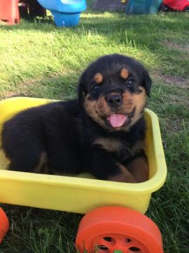 Rottweiler: Força, Proteção e Lealdade Para Sua Família!