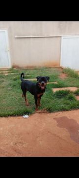 Rottweiler - Filhotes disponíveis 