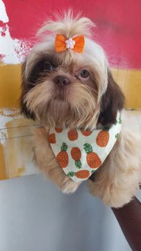 Filhotes Shihtzu