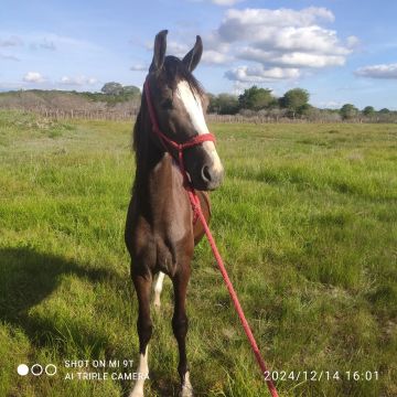 Potro Mangalarga Marchador