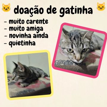 doando gato fêmea filhote