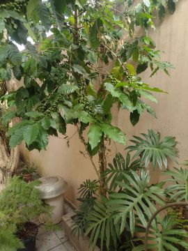 Planta de café com frutos