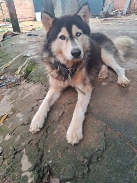 Husky siberiano macho PURO