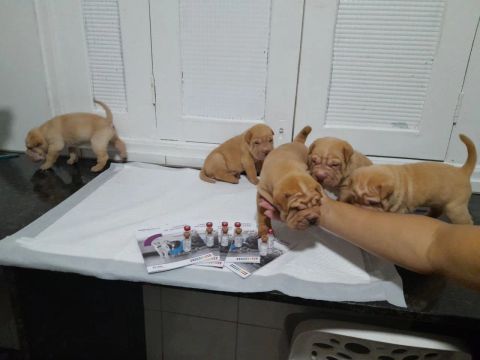 "filhotes de sharpei" - Cachorros no Brasil