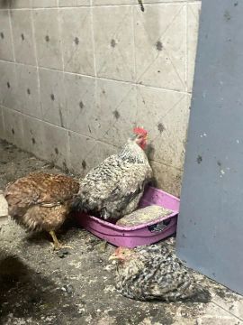 VENDO GALINHA