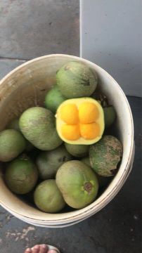 MUDAS DE PEQUI