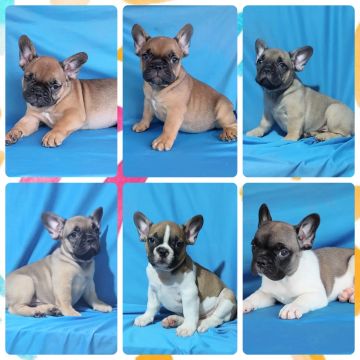 BULLDOG FRANCÊS LINDOS MENINOS A PRONTA ENTREGA 