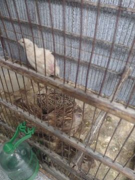 3 codornas fêmeas e um macho 