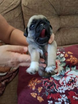 Filhote de Pug
